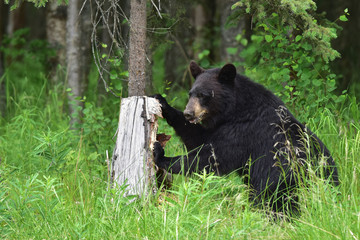 Fototapeta na wymiar Black Bear Browsing for Food