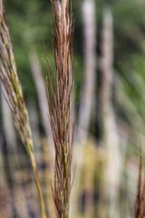 ARISTIDA PURPUREA, commonly known as Purple Threeawn, witness them in native plant communities of...