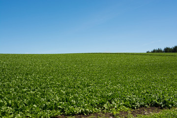 緑の野菜畑と青空
