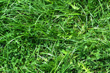 Green grass texture background. Natural going green color