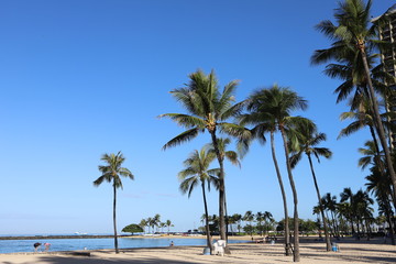 Fototapeta na wymiar ハワイ　オアフ島　ワイキキビーチの朝