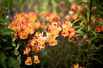 Red and orange alstroemeria flowers (Alstroemeriaceae) or peruvian lilies