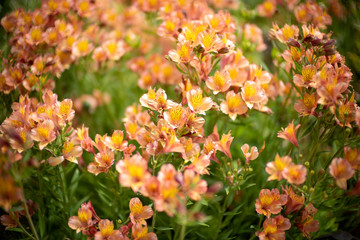 orange and red alstroemeria flowers (Alstroemeriaceae) or peruvian lilies