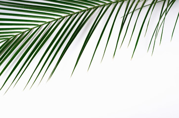 Green palm leaf and shadow on white background. Tropical green background. Copy space.