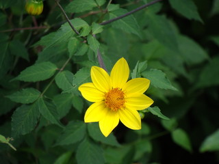 Flor amarilla en Universum