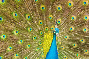 Obraz premium Peacock