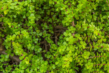 Green leaves