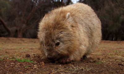 Australian common wombat looking for food