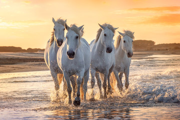 Białe konie w Camargue we Francji