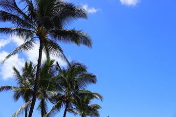 Obraz na płótnie Canvas ハワイ　オアフ島　ワイキキビーチのヤシの木と青い空
