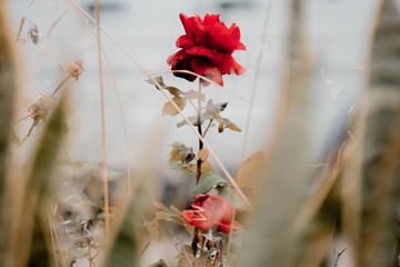 Single blooming rose in a field of brown plants
