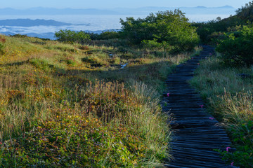 祓川から鳥海山に向かう朝の登山道