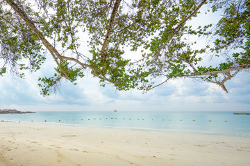 Tree reach to the paradise beach in summer vacation  