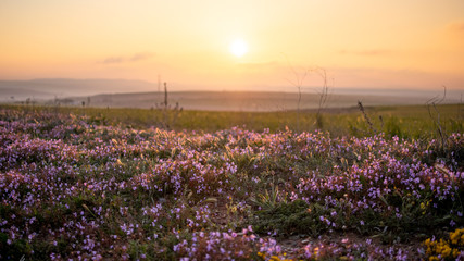 field of flowers at sunset