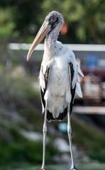 A wild young woodstork sits for a profile picture