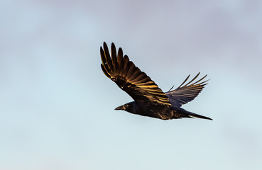 Crow in flight with blue sky