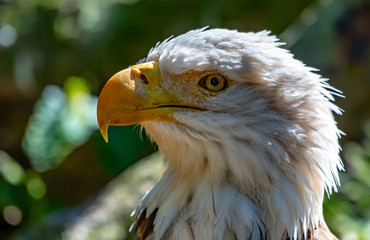 Profile of an American bald eagle