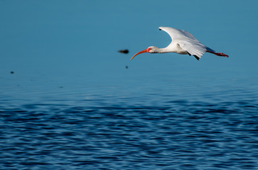 Ibis flying low over the water