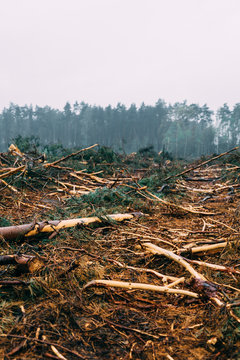 The aftermath of a deforestation in the European forest. 