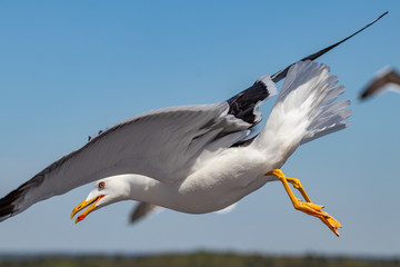 seagull in flight