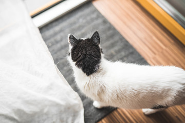 cat leaving home, looking off camera. 