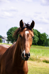 Naklejka na ściany i meble Close-up of an adult brown horse. Stallion.