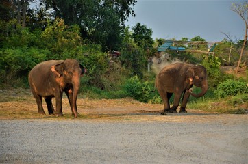 Fototapeta na wymiar the beautiful elephant 