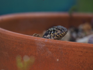 Curly Tail Lizard in Pot
