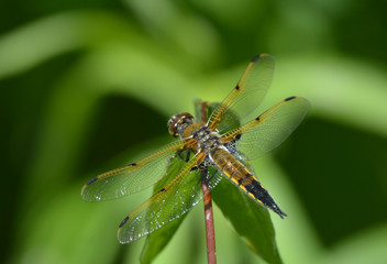 Close up of a dragonfly