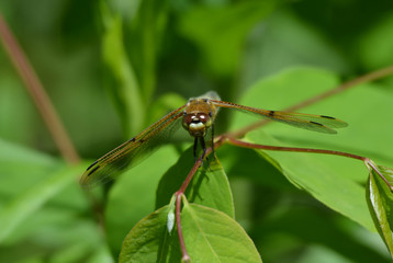 Dragonfly on a leaf