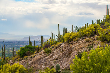 Fototapeta na wymiar Spring in Tucson
