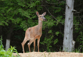 White Tailed Deer