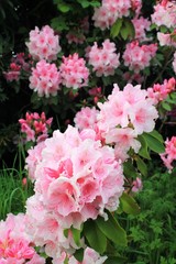 Beautiful blooming pink rhododendron flowers