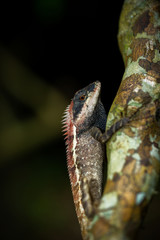 Chameleon that sticks on the tree.
