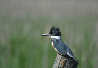 Belted Kingfisher bird