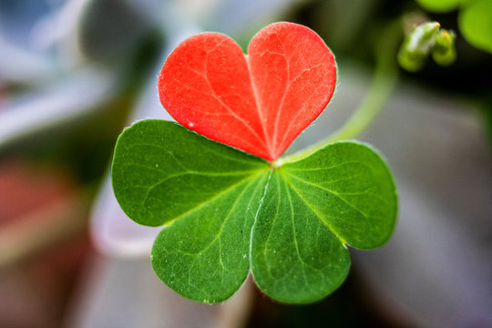 Trebol del amor