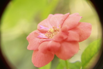 Obraz premium Beautiful Orange Rose flower.