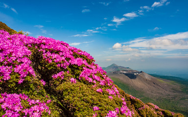 Fototapeta na wymiar ミヤマキリシマ咲く韓国岳から見る高千穂峰