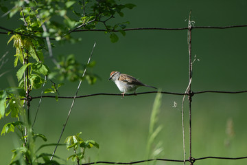 Chipping Sparrow on rusty wire fence