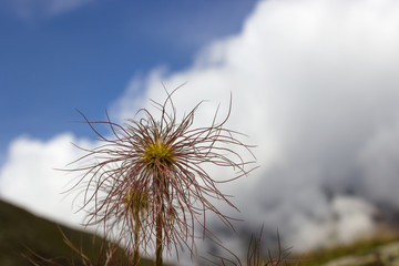 Alpine wild flower. Seed head of Pulsatilla Alpina with blurry cloudy sky as background, Aosta valley, Italy.