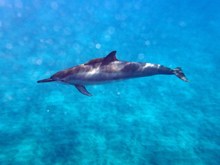 Spinner Dolphin with Cookie Cutter Shark attached