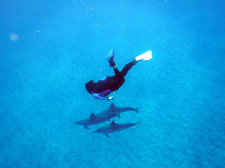 Obraz na płótnie Canvas Pod of Spinner Dolphins, Hawaii with Diver