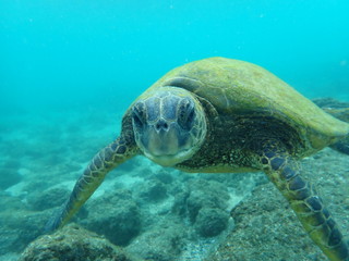 Fototapeta premium Green Sea Turtle, Hawaii