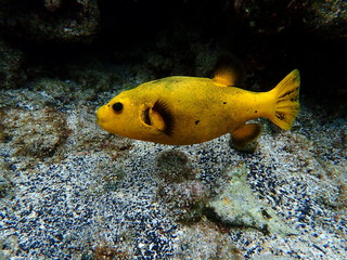 Yellow Puffer Fish, Hawaii