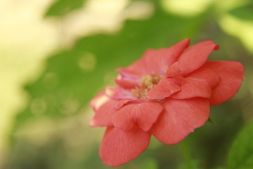 Macro of orange rose flower.