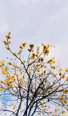 autumn leaves on blue sky