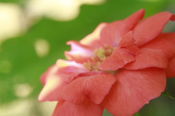 Macro of rose flower.