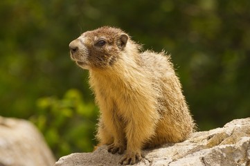  Gopher sitting on a rock