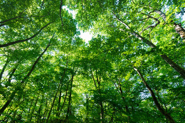 ブナの森の空を覆うブナ林