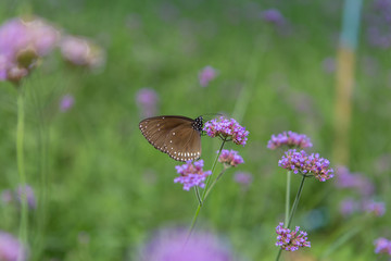 Butterfly Island Purple Flower Background Blurred